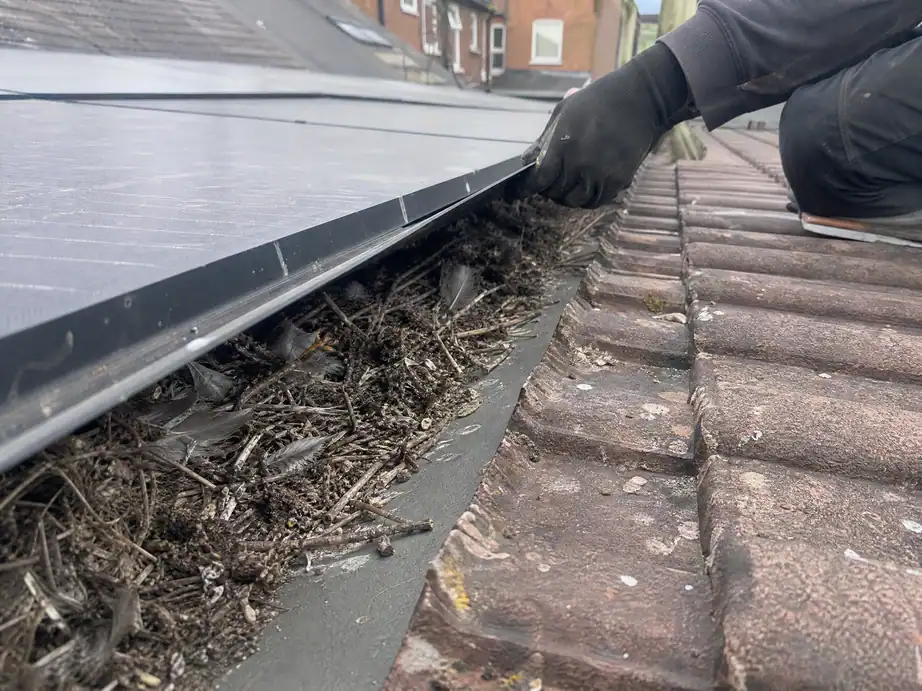 Pigeon nesting material packed under solar panels, Birmingham